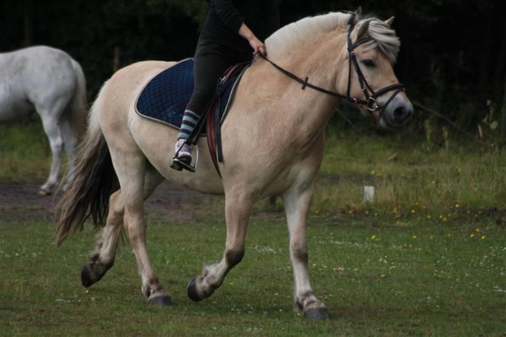 Fjordhest Bonto<3 R.I.P. - 11 # trav <3  Fotograf: Nadia Jørgensen billede 11