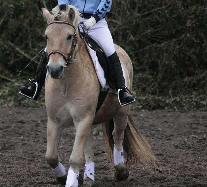 Fjordhest Bonto<3 R.I.P. - 12 # Min smukke smukke pony <33  Fotograf: Nadia Jørgensen billede 12