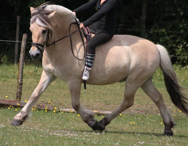 Fjordhest Bonto<3 R.I.P. - 13 # Bonto går hammer flot, og jeg sidder som en abe på ham, hvorfor ?! ;D ;o <3  Fotograf: Nadia Jørgensen billede 13