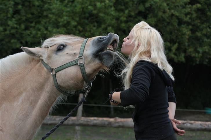 Fjordhest Bonto<3 R.I.P. - 15 # at skrive hvor meget jeg elsker dig, ville fylde mere end verdens største roman!  Fotograf: Nadia Jørgensen billede 15