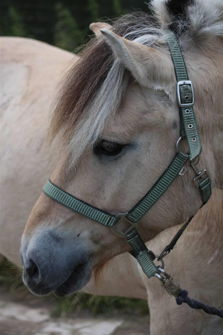 Fjordhest Bonto<3 R.I.P. - 16 # Et af mine absolutte yndlings billeder, min smukke smukke Bonto ! <3 Fotograf: Nadia Jørgensen billede 16