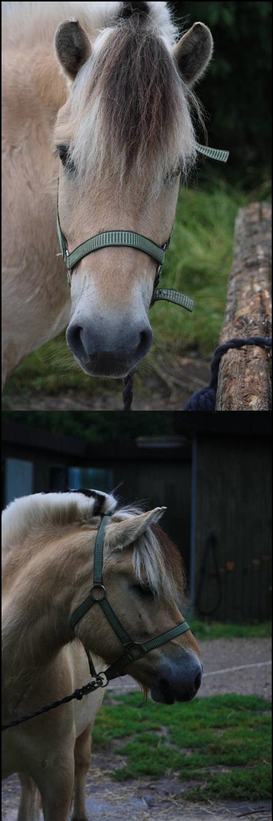 Fjordhest Bonto<3 R.I.P. - 17 # Du er den smukkeste ! :* <3  Fotograf: Nadia Jørgensen billede 17