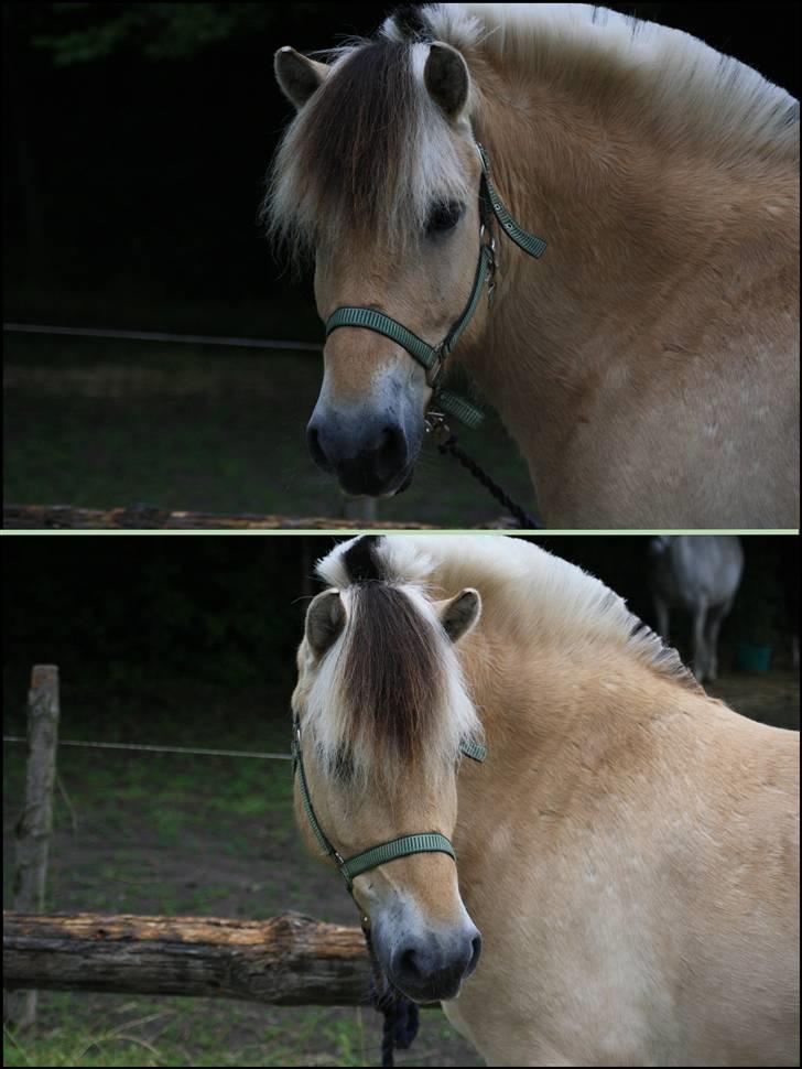 Fjordhest Bonto<3 R.I.P. - 18 # Min smukke Basse´ :*  Fotograf: Nadia Jørgensen billede 18