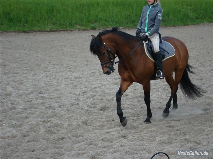 New Forest Ørholm's Parcifal (Part) - dressur :) fotograf:min dejlige stine<3 billede 6