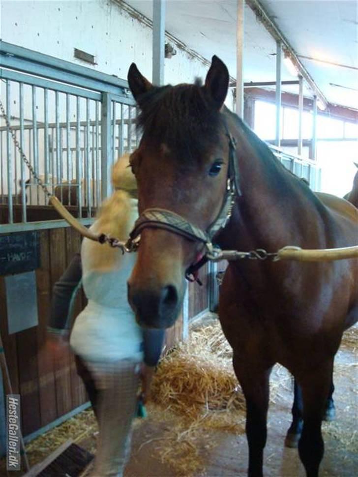 New Forest Ørholm's Parcifal (Part) - parci bliver ordnet<33 du er den fineste lille prins i verden!<´333 fotograf:min dejlige stine billede 7