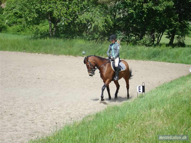 New Forest Ørholm's Parcifal (Part) billede 8