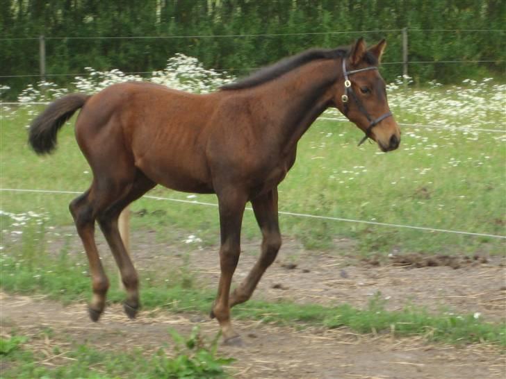 Dansk Varmblod A.B. Carsilla "SOLGT" billede 9