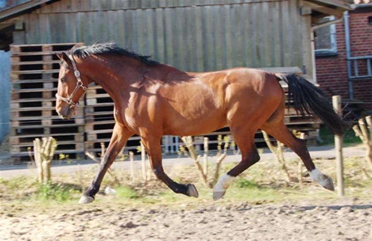 Dansk Varmblod Corilan - Corilan billede 1