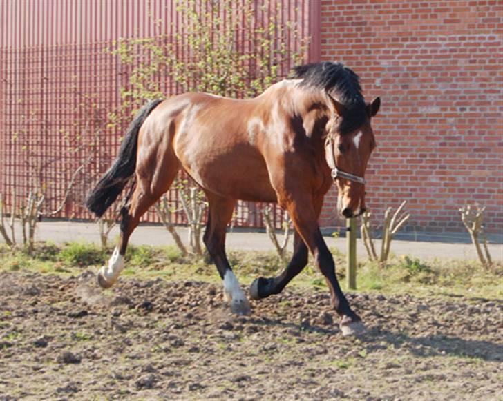 Dansk Varmblod Corilan billede 2