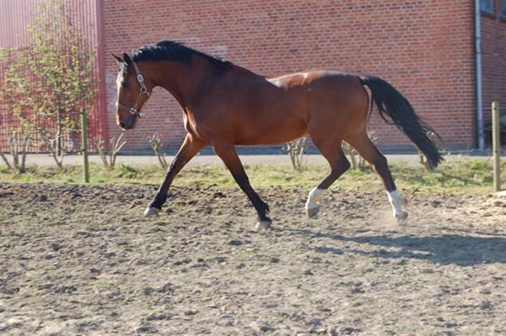 Dansk Varmblod Corilan billede 3