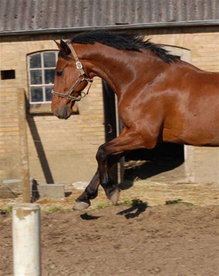 Dansk Varmblod Corilan billede 4