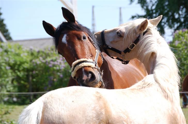 Dansk Varmblod Corilan billede 5