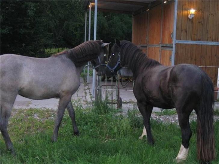 Irish Cob Asgaards Brynhild - Brynhild og Oliver lærer hinanden at kende billede 4