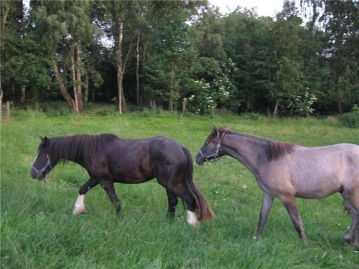 Irish Cob Asgaards Brynhild - Brynhild og Oliver er lige lukket sammen billede 5