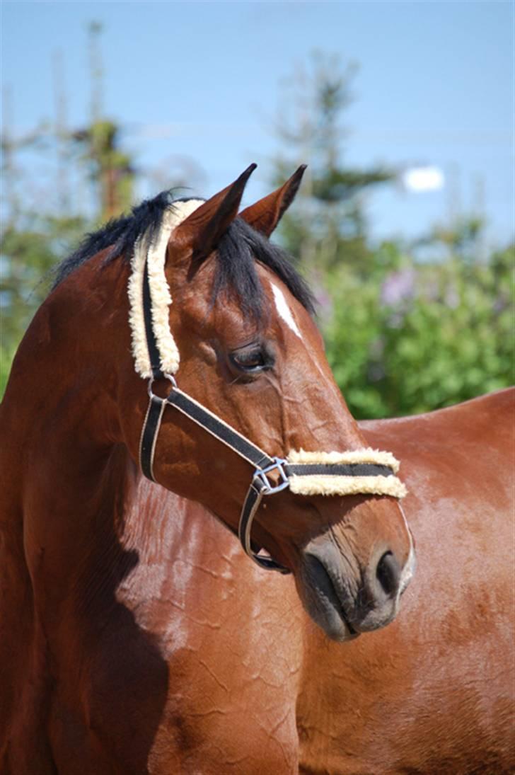 Dansk Varmblod Corilan billede 6