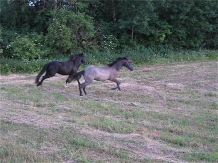 Irish Cob Asgaards Brynhild - De to vilde på ny fold billede 6