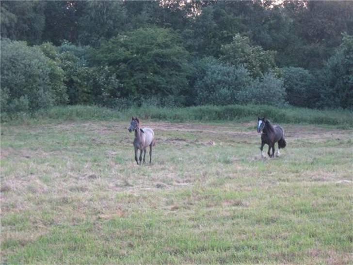 Irish Cob Asgaards Brynhild - Løber rundt og kigger på de nye omgivelser billede 7