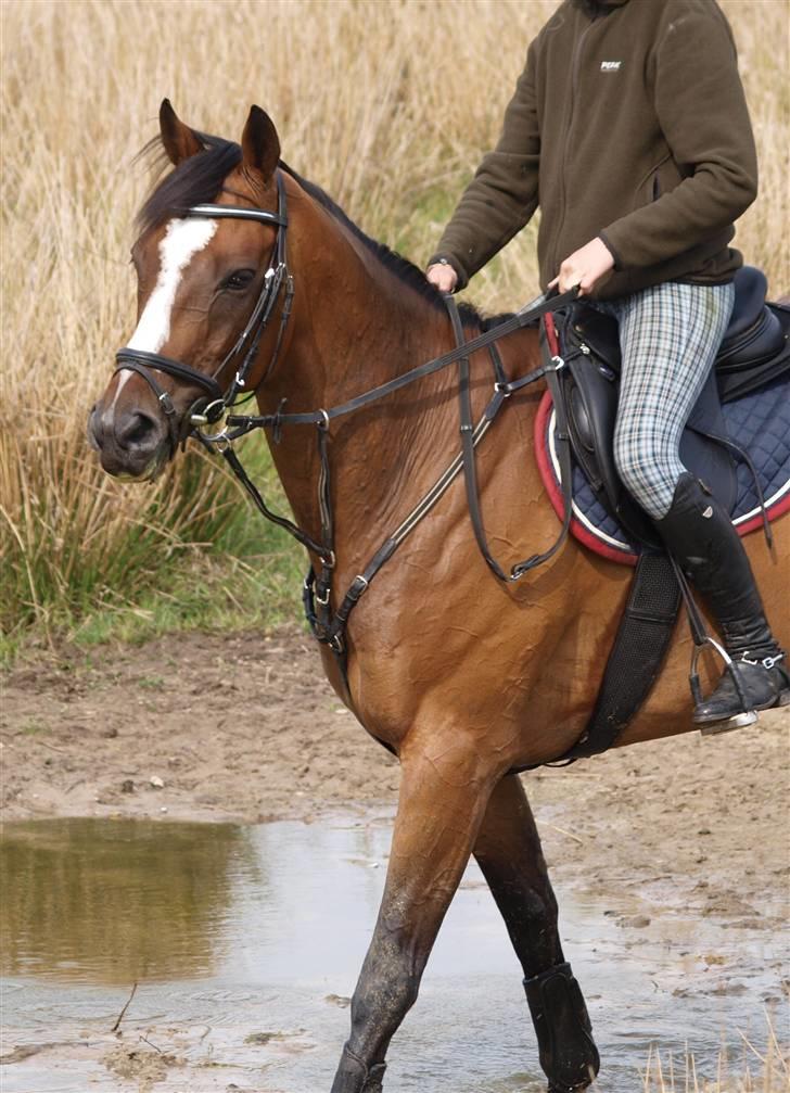 Fuldblod (XX) Perfect Match R.I.P billede 12