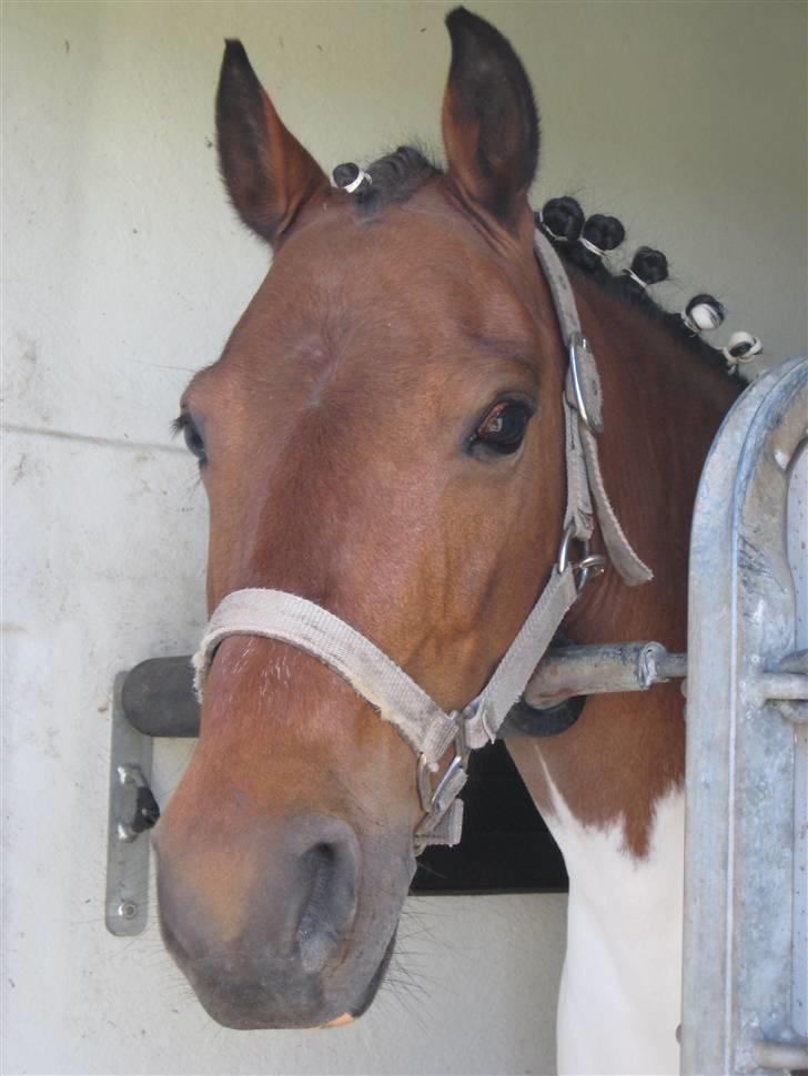 Anden særlig race Klokke Blomst  - klokke i traileren :D <33 billede 12