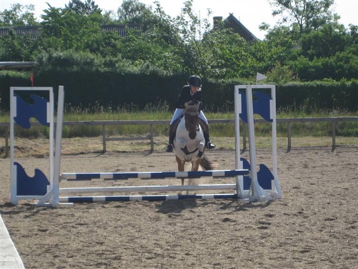 Anden særlig race Klokke Blomst  - Flying Klokke Ö billede 15