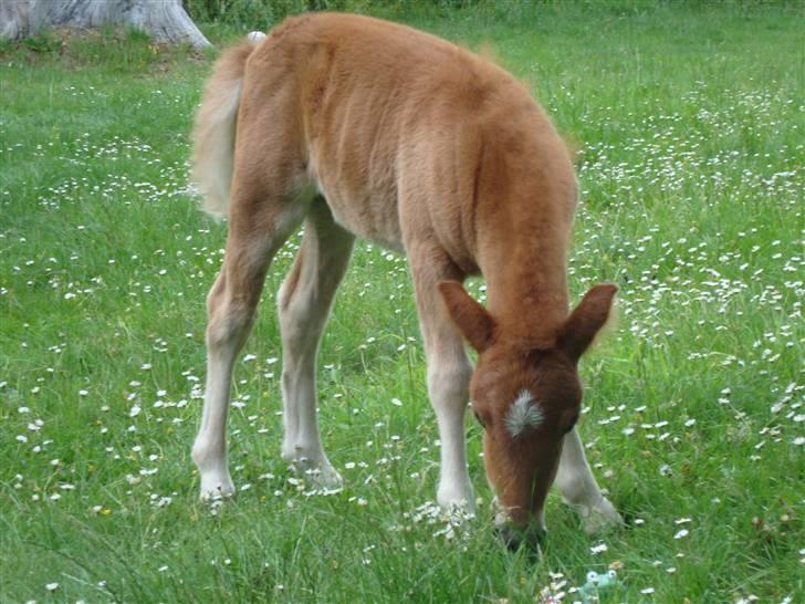 Shetlænder Stjerne billede 14