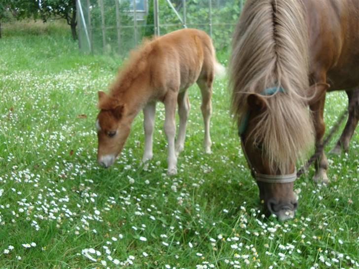 Shetlænder Stjerne billede 15