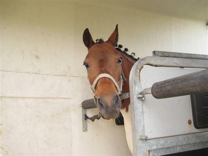 Anden særlig race Klokke Blomst  - GIV EN KOMMENTAR OG EN BEDØMMELSE TIL kLOKKE :D billede 18