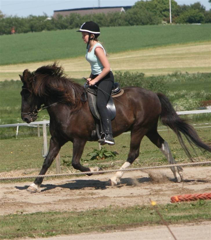 Islænder Freyr - trav: gladurstævne 2009 A-finale billede 13