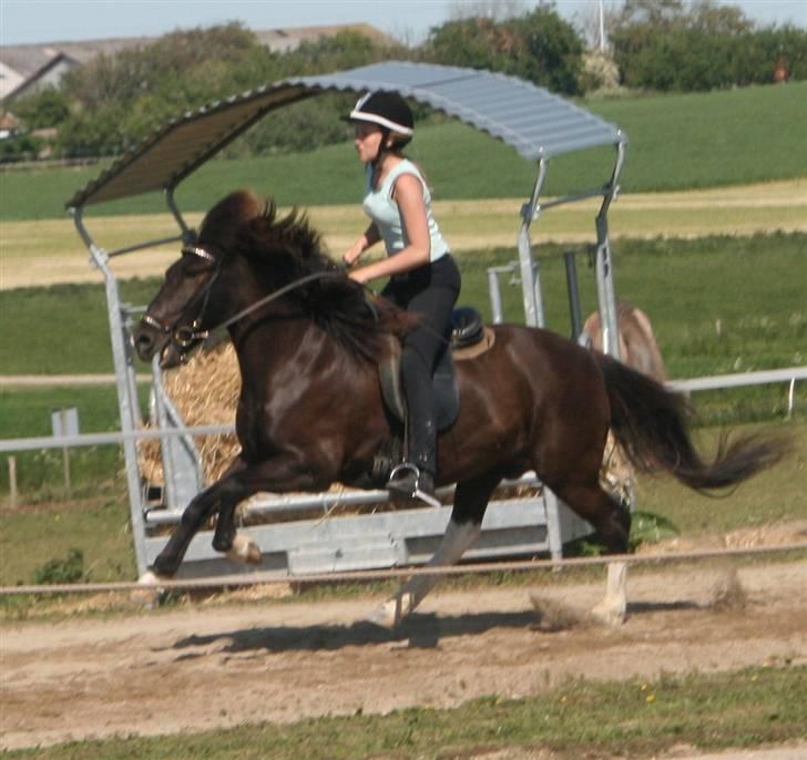 Islænder Freyr - Galop: Gladurstævne 2009 A-finale billede 14