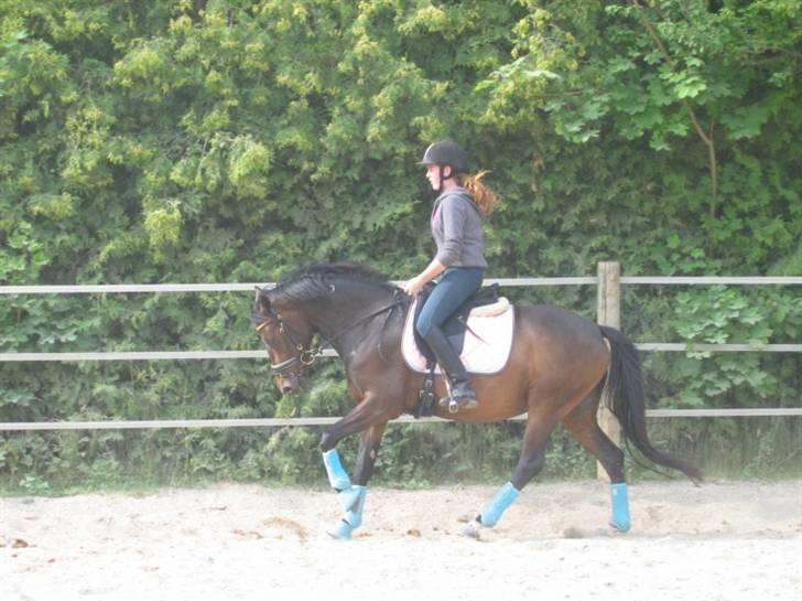 DSP Moonjams Poème *B-pony*  billede 7