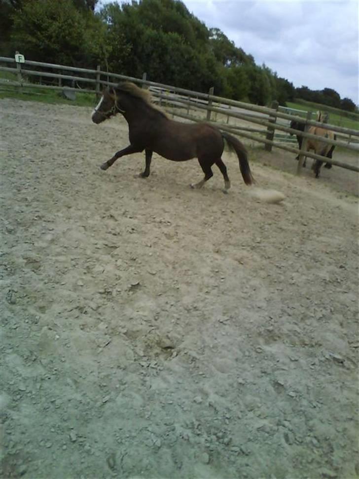 Anden særlig race Piet ** PART** billede 12