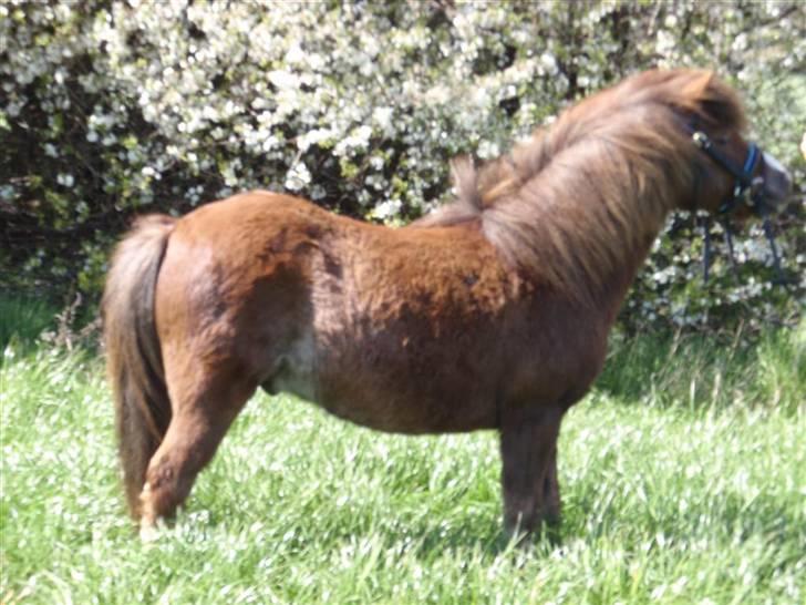 Anden særlig race Piet ** PART** billede 13