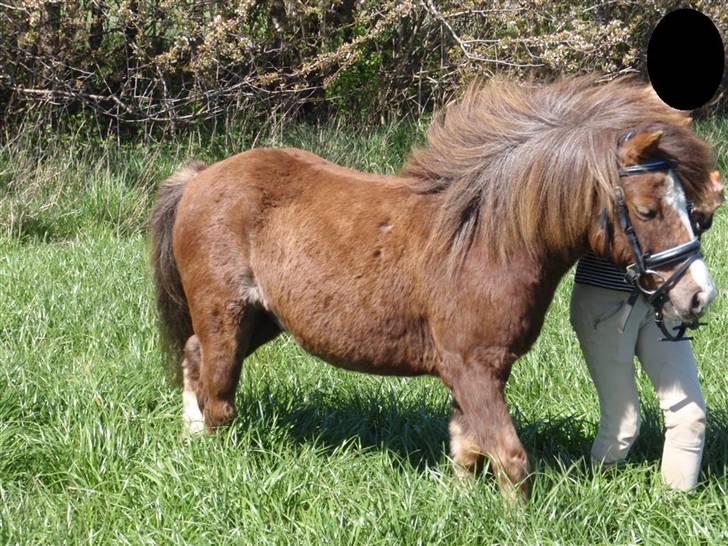 Anden særlig race Piet ** PART** billede 14