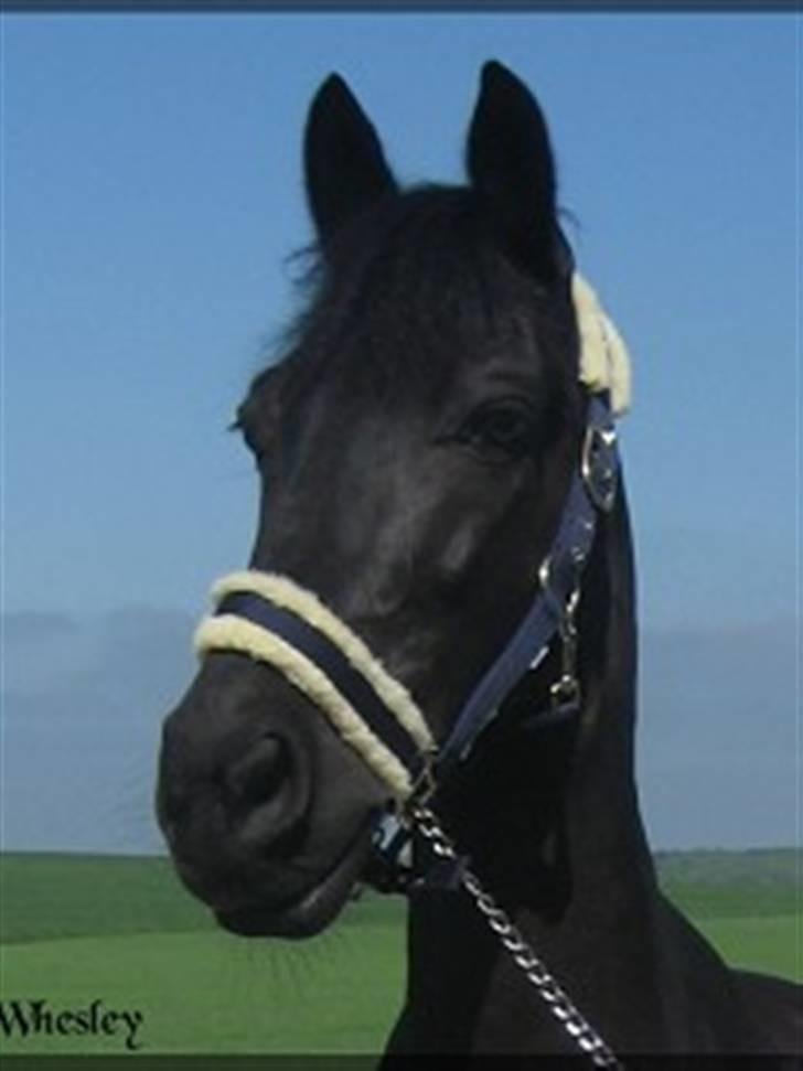 Anden særlig race Whesley billede 2