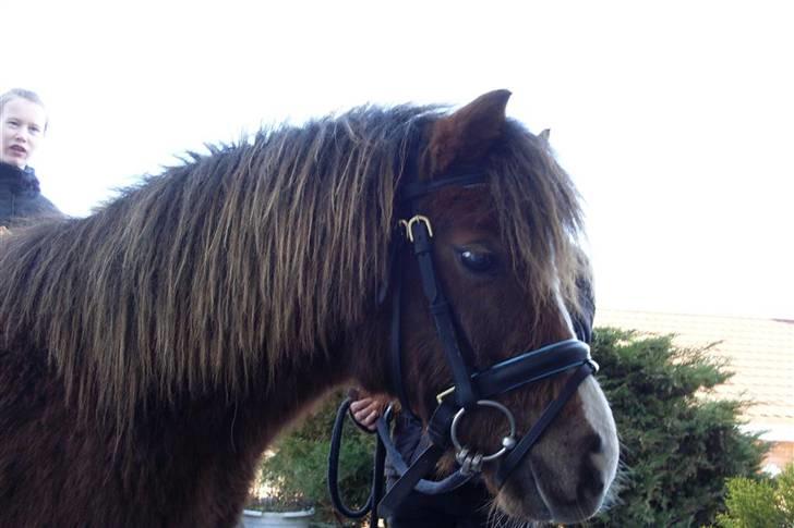 Anden særlig race Piet ** PART** billede 15