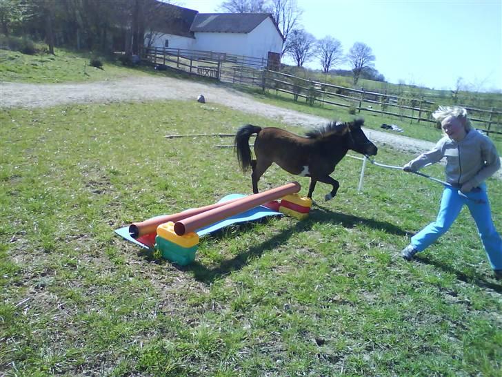 Miniature Diamond mm. billede 13