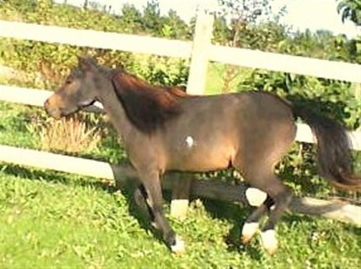 Miniature Diamond mm. billede 15