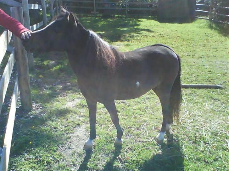 Miniature Diamond mm. billede 16