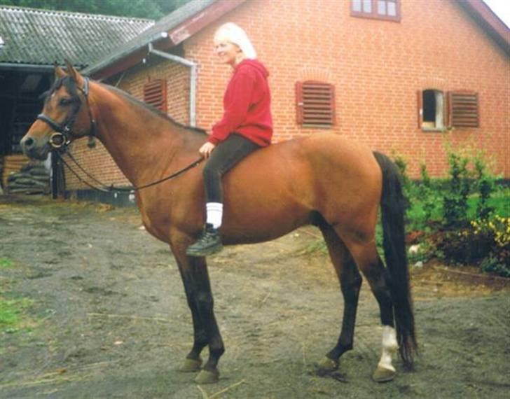 Arabisk fuldblod (OX) Amlet OX 2280 † DØD 03 † billede 9