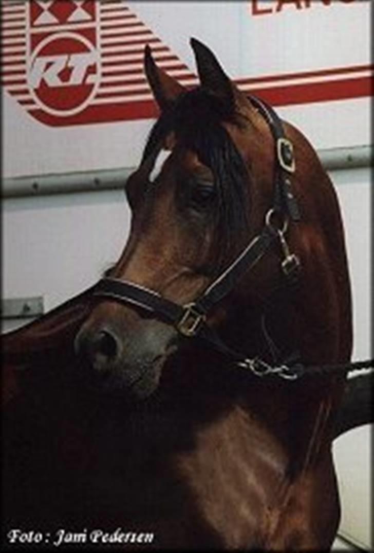 Arabisk fuldblod (OX) Amlet OX 2280 † DØD 03 † billede 10