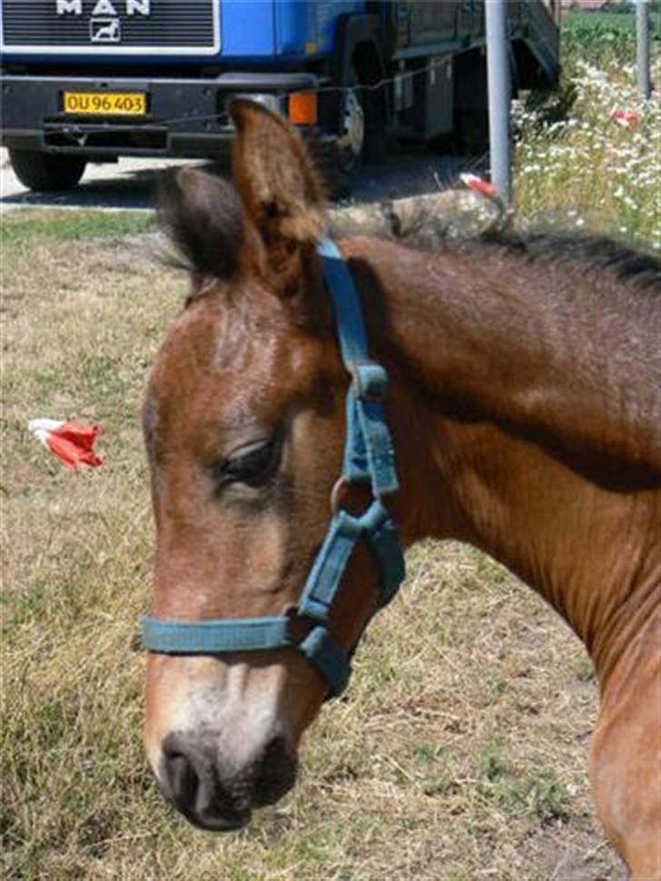 Barockpferd Kenai N billede 9