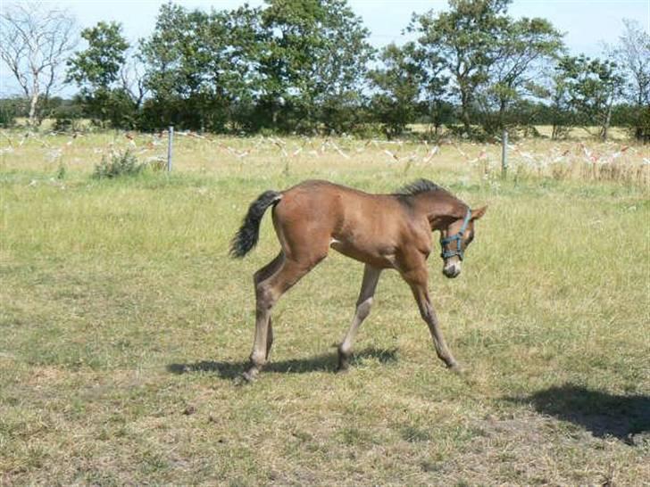 Barockpferd Kenai N billede 10