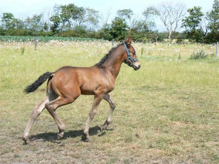 Barockpferd Kenai N billede 11