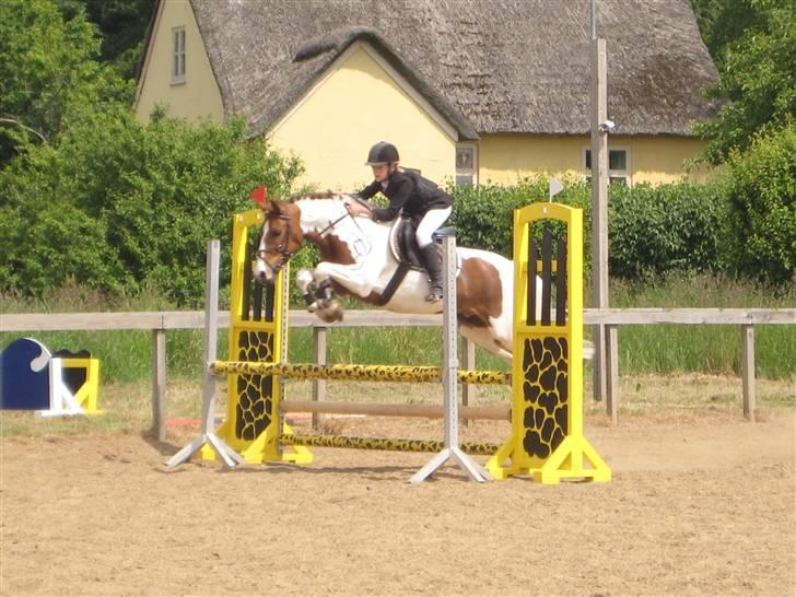 Pinto Komo - Coy  - LB i Gl. Estrup :D billede 20