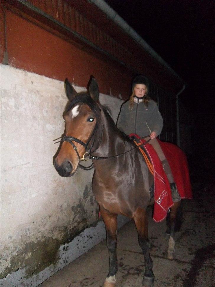 Anden særlig race Chanelly  - søsteren rider en tur i mørket billede 6