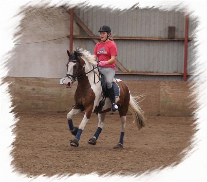 Pinto Mosedals Pinochio LANDSPONY [SOLGT] - Træning august 2010 billede 15