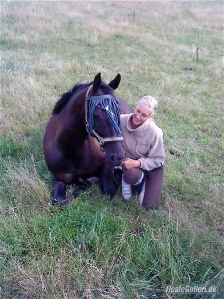 Hollandsk Varmblod Toledo - Hygge´røvene på fold (: <3 FOTO: Stephanie <3 billede 11