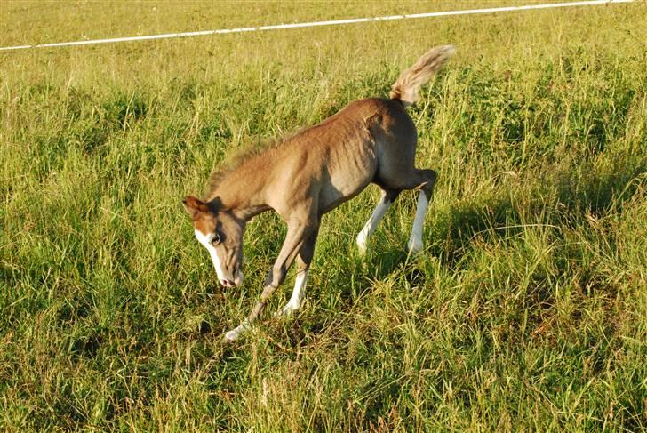 Welsh Pony (sec B) Snupti (Solgt) billede 16