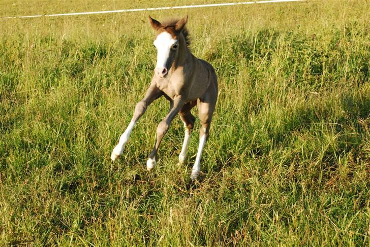 Welsh Pony (sec B) Snupti (Solgt) billede 17