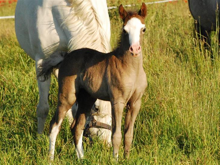 Welsh Pony (sec B) Snupti (Solgt) billede 3